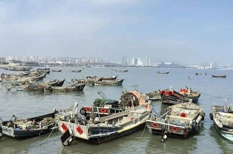 皇冠信用登2代理_批发价2元一斤皇冠信用登2代理，青岛这种海鲜卖爆了，1600万斤已上岸……