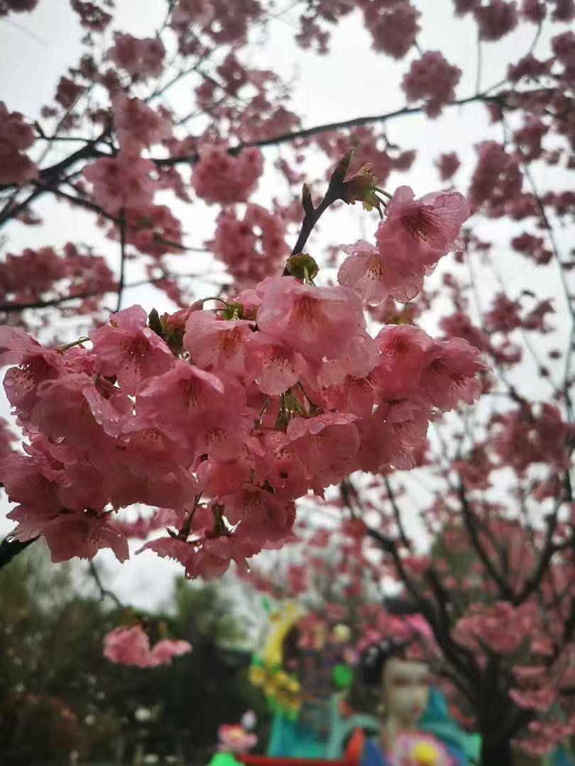 网上买球怎么买 _20℃！湖北大部雨水退场三日网上买球怎么买 ，抓紧赏花！下一轮雨已安排